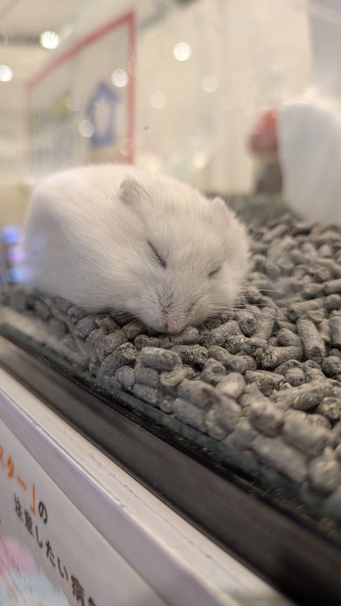 可愛いおチビ達🐹