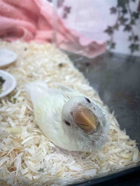 小桜インコ🦜