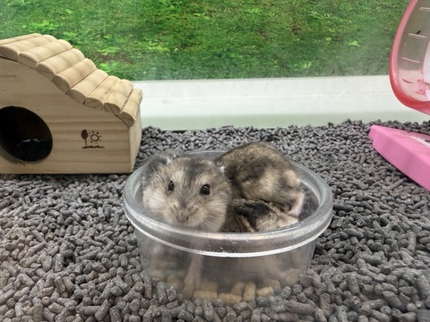 本日も全力営業中！ハムスター‼️