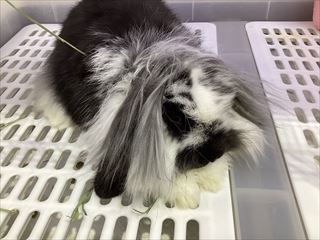 ウサギさんの成長