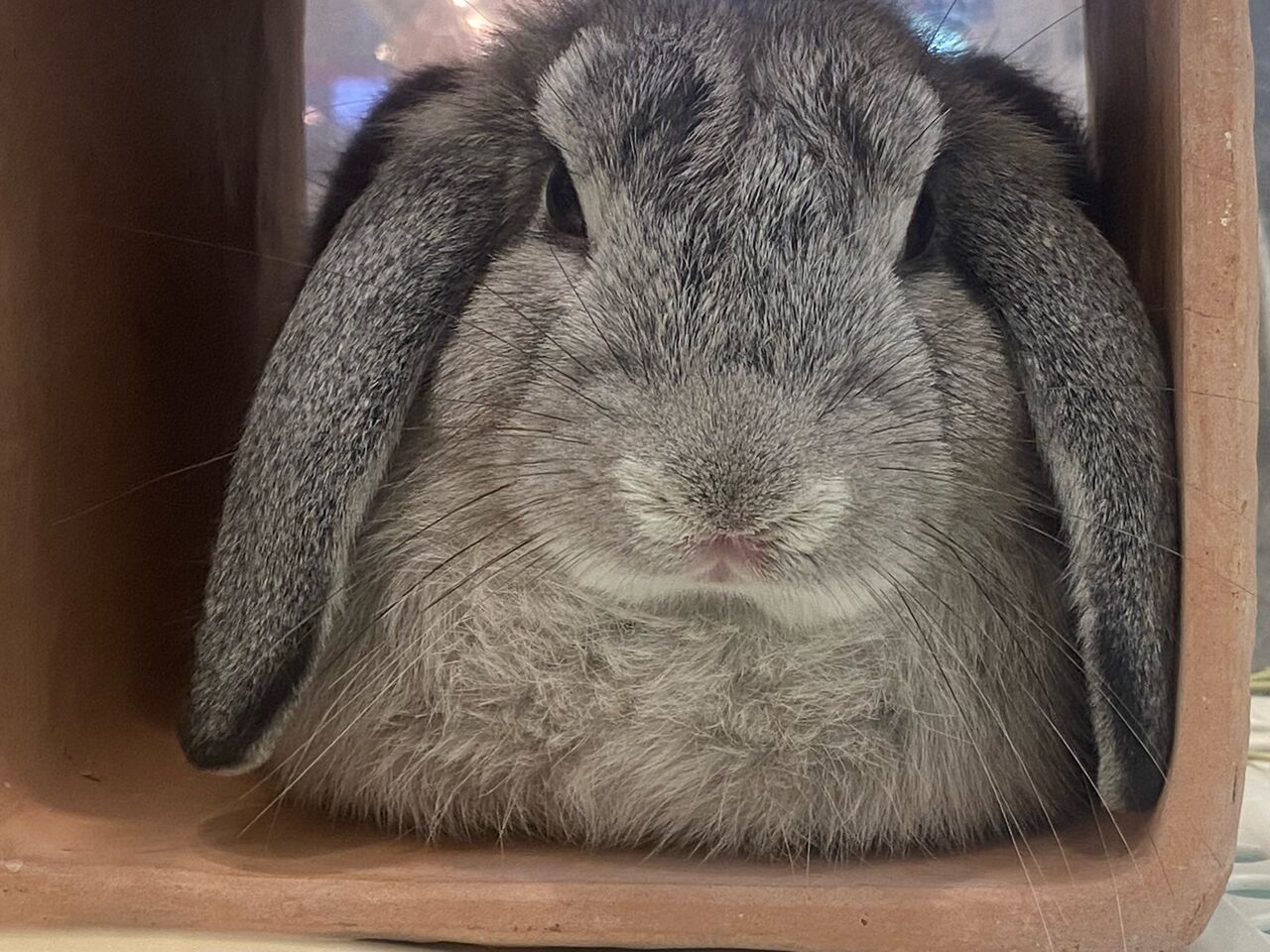 ロップイヤーラビット : 小動物専門店NATURE'S