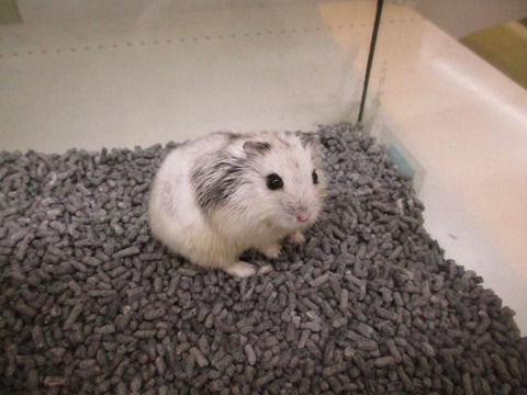ジャンガリアンハムスター🐹