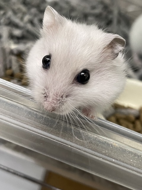 ☆ハムスターさん達のご紹介☆