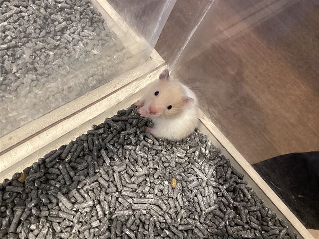 カラーハムスターさん : 小動物専門店NATURE'S