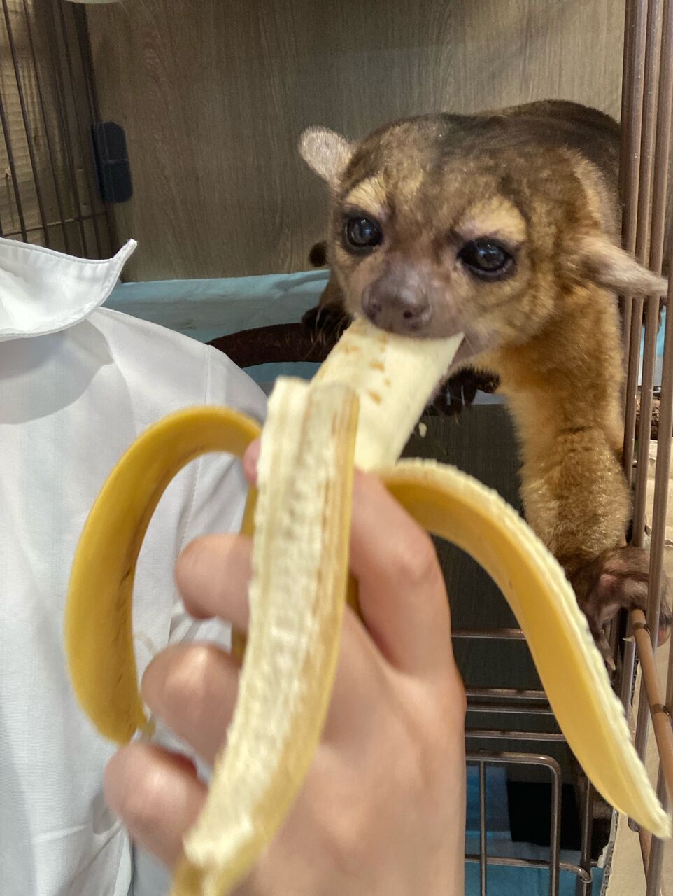 キンカジュー 小動物専門店nature S