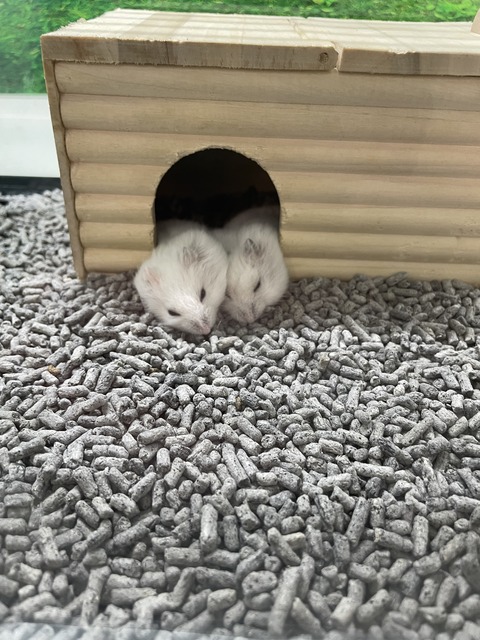 ぺったんこな姿☺️