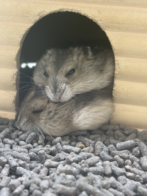 ぐっすりなハムちゃん