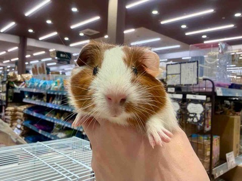 モルモット🐭
