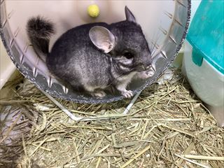 ふわふわな子がやってきました！