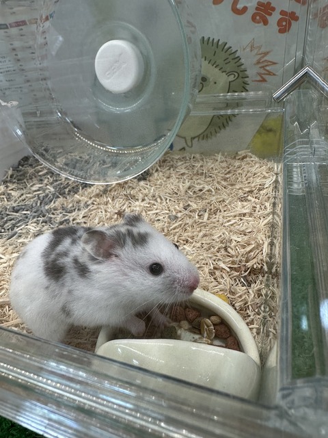 ダルメシアンハムスター🐹