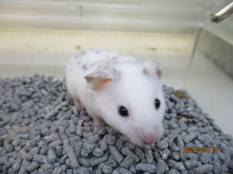 カラーハムスター🐹