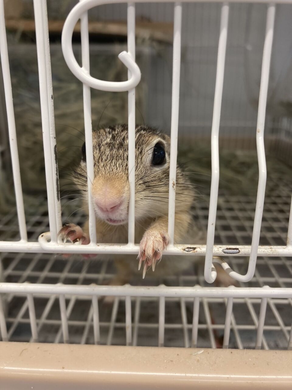 ジュウサンセンジリス 小動物専門店nature S