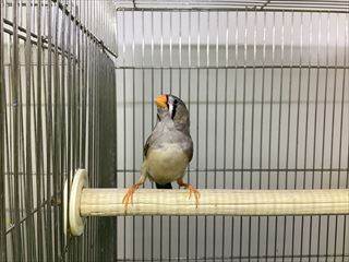 新しく来たキンカチョウさん！