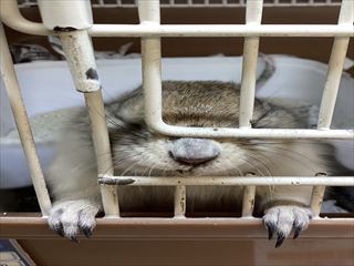 食いしん坊ジリスさん(*ﾉωﾉ)