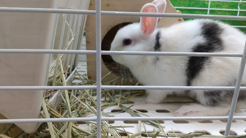 三毛柄？ミニウサギさん