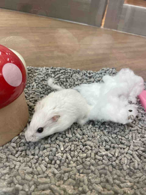 ジャンガリアンハムスター