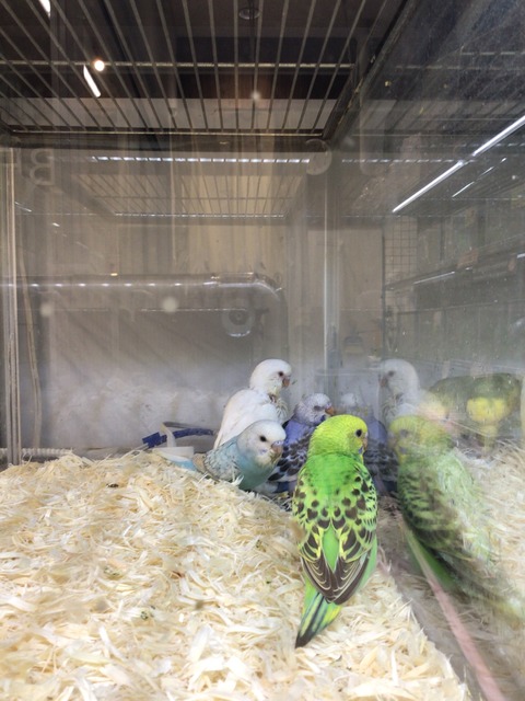 セキセイインコヒナ