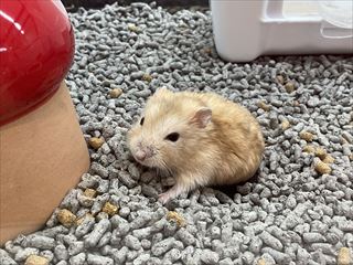 ジャンガリアンハムスター　プディング