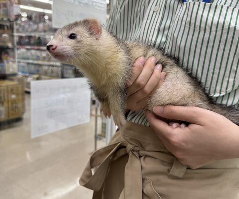 ☆フェレットのご紹介☆