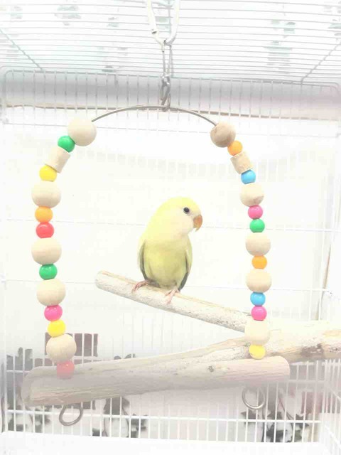 小桜インコ🦜