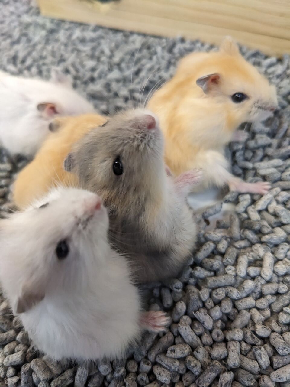 netgeek動物 on X: 