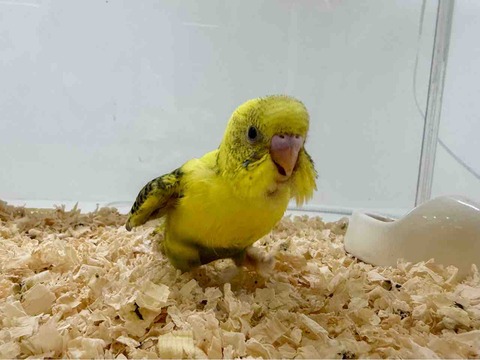 セキセイヒナ🐥