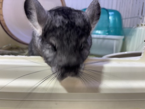 チンチラくん