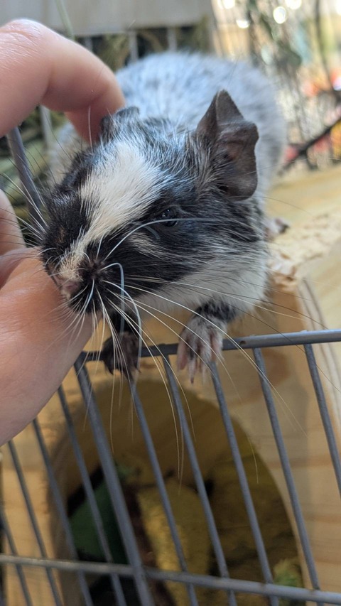 当店の可愛い小動達♡