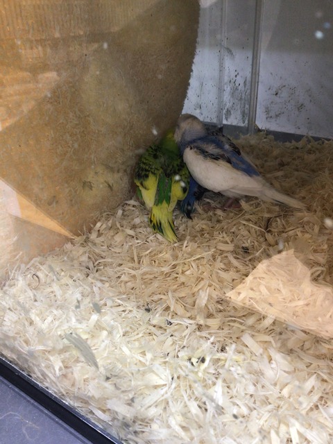 セキセイインコヒナ