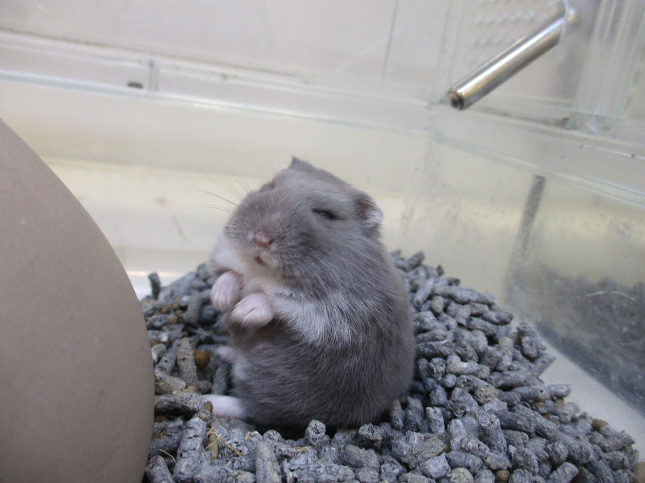 ハムスター紹介 : 小動物専門店NATURE'S