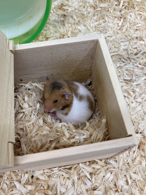 ゴールデンハムスター