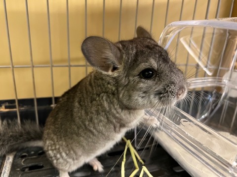 チンチラ【グレー】