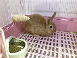 ふわふわウサギさん！！