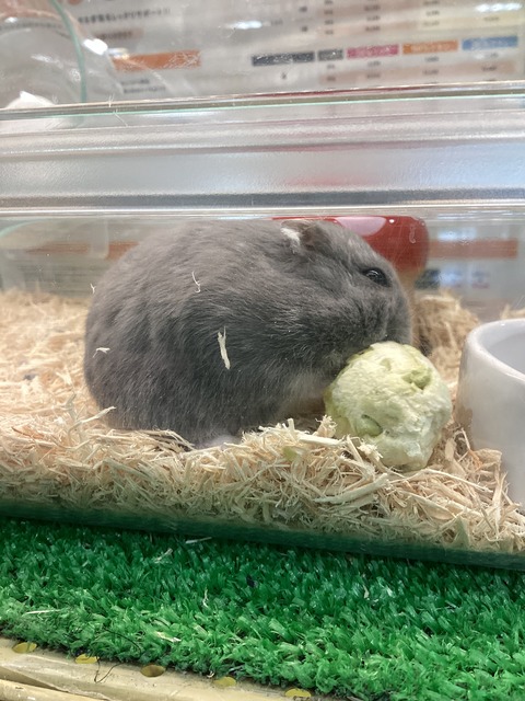 ハムスターさん🐹