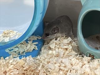 ボーカルハムちゃん(ﾟдﾟ)！