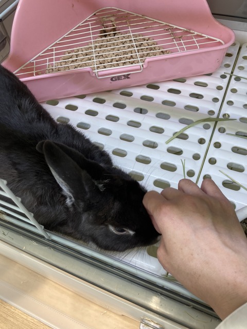 イケめん