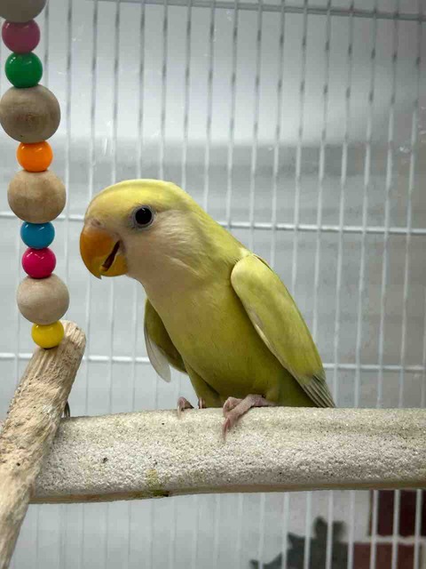 小桜インコ