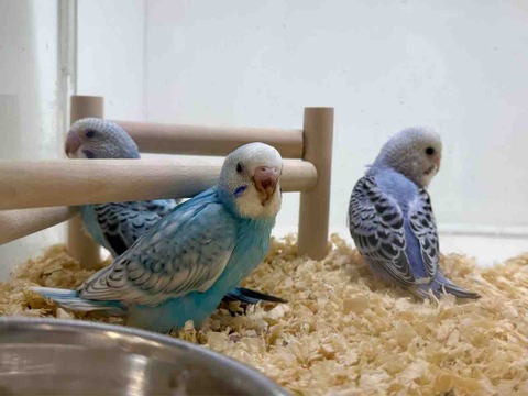 セキセイインコ🐥