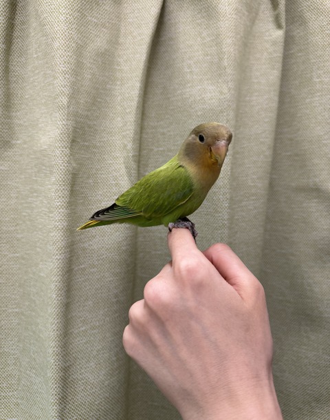 ☆小桜インコさんのご紹介☆