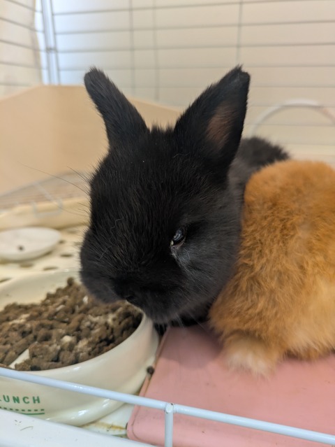 ネザーランドドワーフ