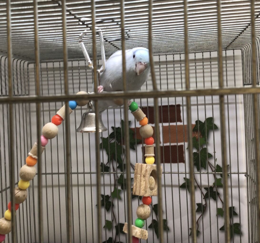 マメルリハインコ 小動物専門店nature S