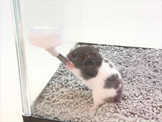 カラーハムスター