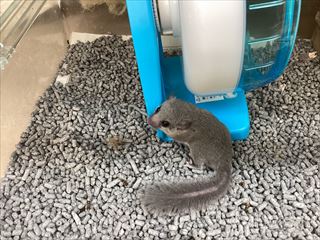 アフリカヤマネ