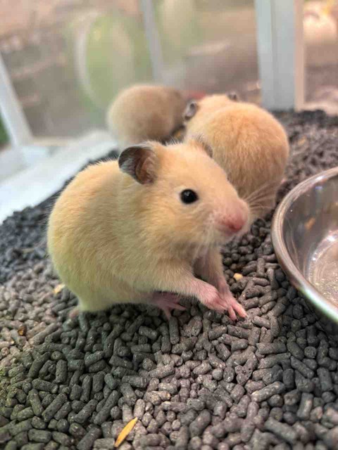 キンクマハムスター
