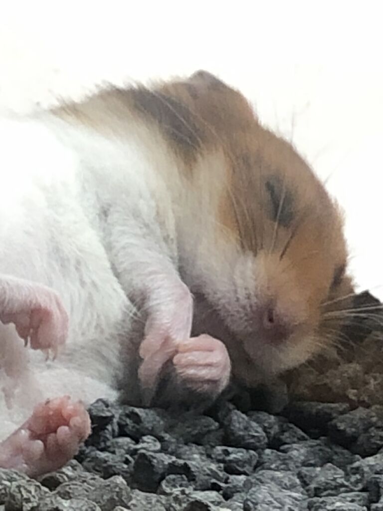 ジャンガリアンハムスター 小動物専門店nature S