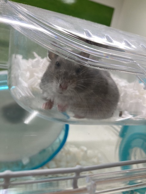 ジャンガリアンハムスター