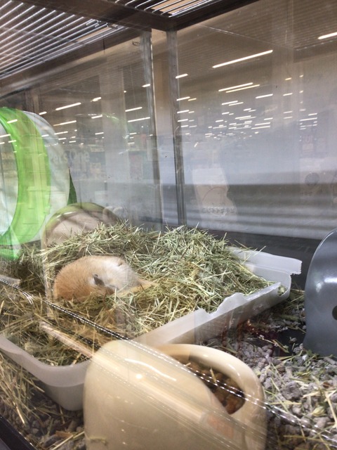 なんでしょう？