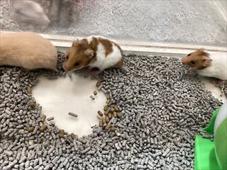 ゴールデンハムスター入荷致しました。