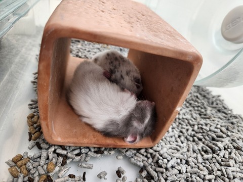 ゴールデンハムスター