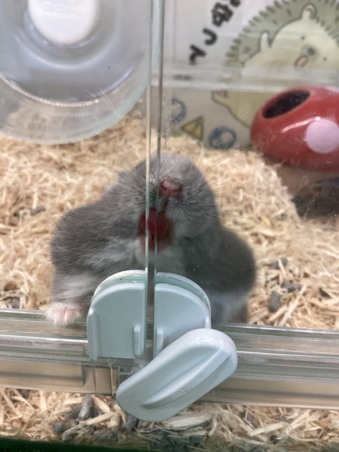 新入りハムスター🐹